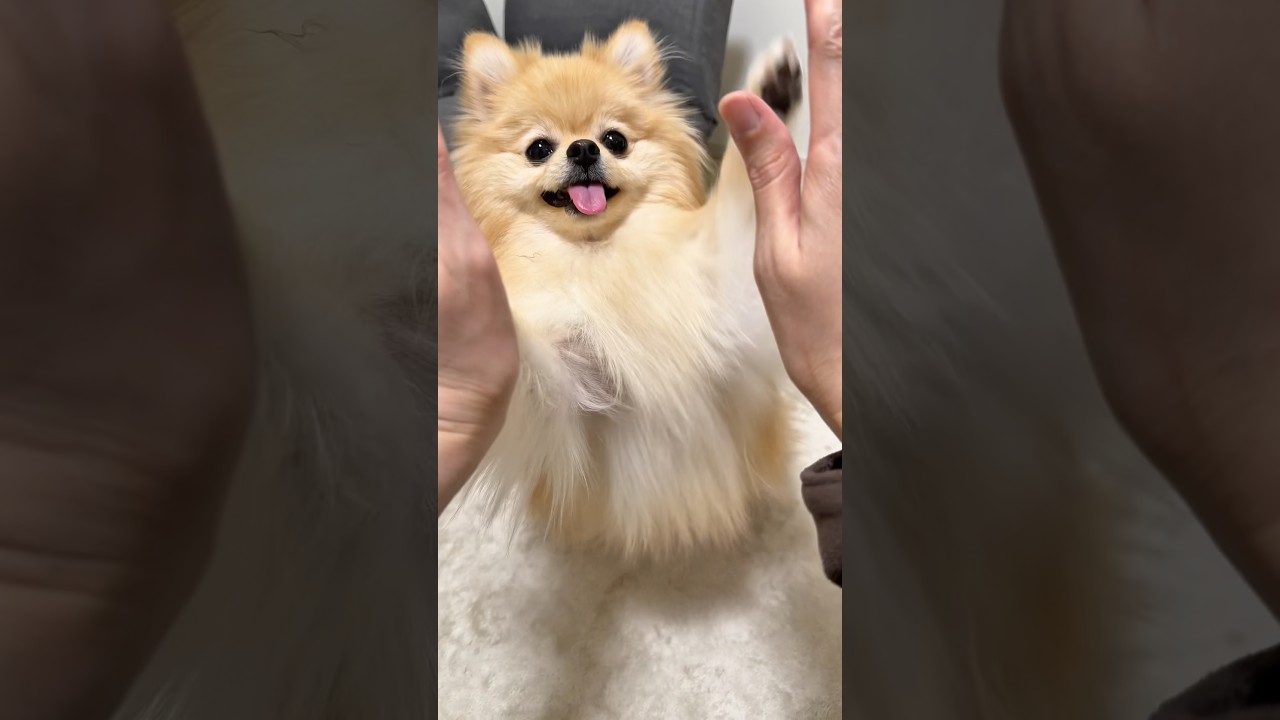 半ベロなのに全部できる犬🐶
