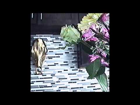 86. Deergod - drifting [25.05.2020]