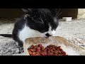 Hungry Tuxedo Cat Is Eating Food
