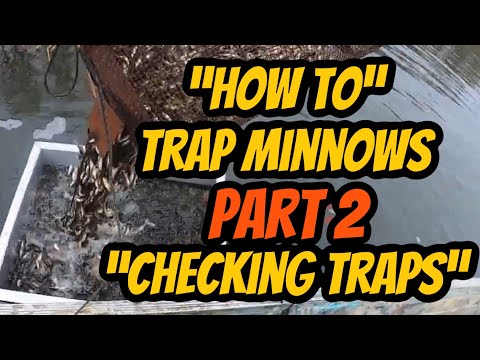 How to Trap Minnows (Pt. 2)"Checking minnow Traps"