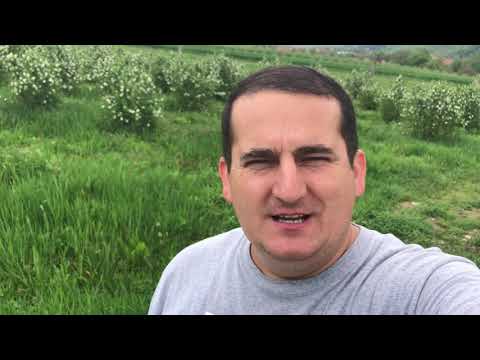 Perioada de înflorit la afinul Ruben (afinul canadian -Saskatoon berry)