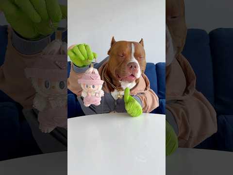 My new favourite toy, Dobby and Sloth don’t be jealous please #labubu