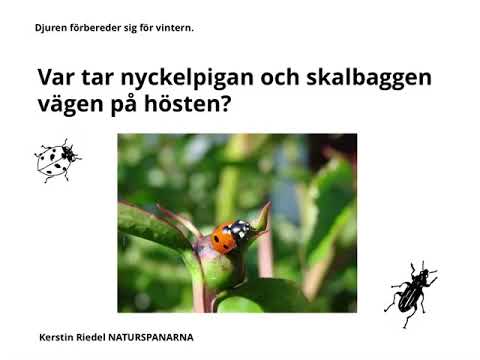 Vart tar nyckelpigan och skalbaggen vägen på hösten? @NATURSPANARNA