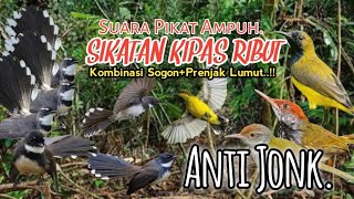 Download lagu SUARA PIKAT BURUNG SIKATAN KIPAS RIBUT KOMBINASI SOGON PRENJAK LUMUT. TERAMPUH.. mp3 Download lagu SUARA PIKAT BURUNG SIKATAN KIPAS RIBUT KOMBINASI SOGON PRENJAK LUMUT. TERAMPUH.. mp3