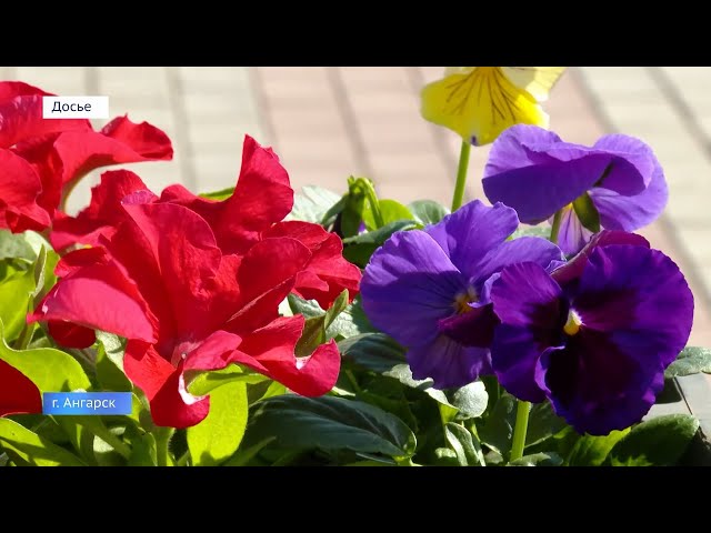 Ярмарка садоводов стартует в Ангарске