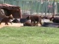 Very Cute and Funny Baby Bear Cubs, Bear ...