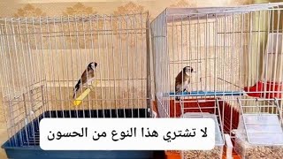 لا تشتري هذا النوع من الحسون لكي لا تكره الهواية ميصلحش للتزاوج أو حتى للإستمتاع به