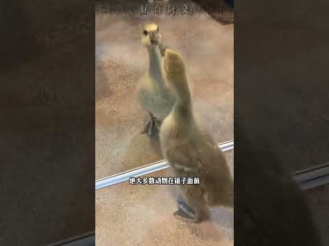 不同动物照镜子的反应太搞笑了#科普 #动物 #动物照镜子