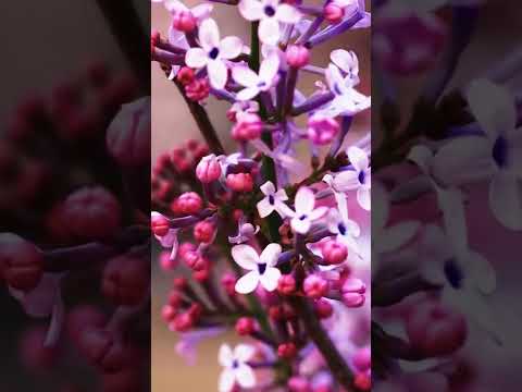 The Most Beautiful Gardens in the World / The Most Beautiful Flowers Collection ULTRA HD