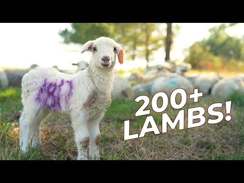 Lambing on Pasture | Demonstrations & Two Live Births