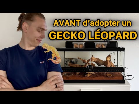 Gecko Léopard: Tout savoir avant d’adopter !