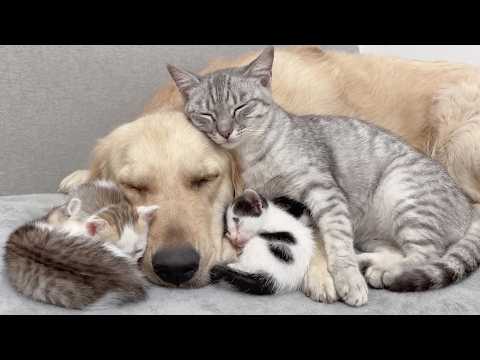 YouTube 썸네일