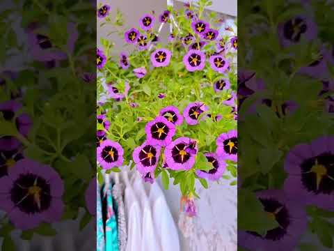 #cute #lovely #flowers #bedroom #shorts #youtube #shortvideo #video #music #viral #ویدیو #decor #how