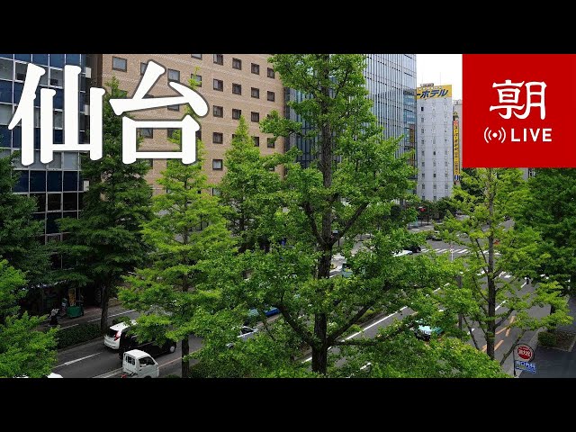 【LIVE】仙台・広瀬通＠朝日新聞社仙台総局　Hirosedori street in Sendai