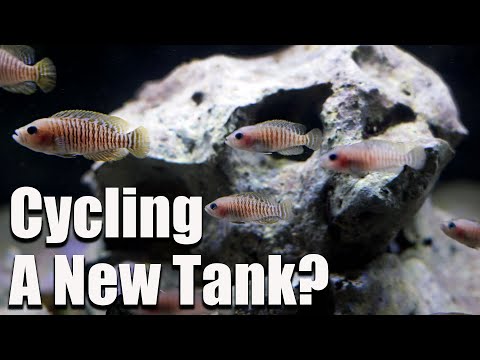 Cycling a New Tank With Used Filter Media? Here's How Long You Have to Wait!