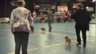 GRIFFONS, PDC SPECIALTY 10-11-2013, JUNIOR CLASS BITCHES