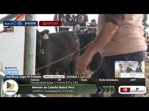 03-09-25 - Remate de Cabaña Bototí Picú - Consignataria Edgar Pastore & Cía. S.R.L.