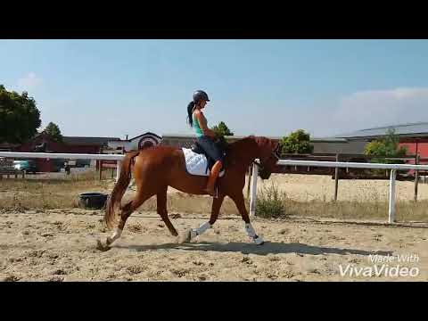 4 jährige Fürst Wilhelm - Dimaggio - Brentano II