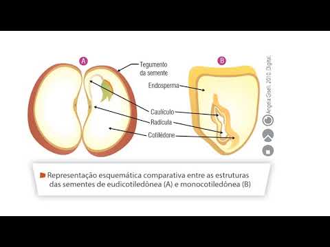 Organologia vegetal (frutos e sementes) - Biologia - Profª Adriana - 3MA e 3MB - 22 a 26/06