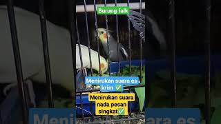 Download lagu falk | burung ini bisa menirukan suara eskrim dan nada pesan #burung #falk #parkitaustrali mp3 Download lagu falk | burung ini bisa menirukan suara eskrim dan nada pesan #burung #falk #parkitaustrali mp3