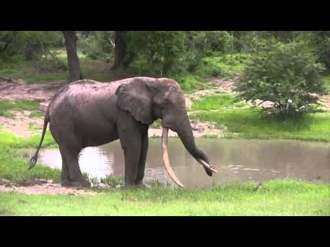 Isilo the largest Elephant Tusker / Isilo died in 2014 ist er verstorben