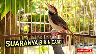 Download lagu Suara Prenjak Coki Gacor!! mp3 Download lagu Suara Prenjak Coki Gacor!! mp3