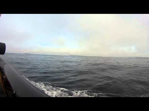 2015 03 08 whales tofino project1