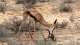 First steps, and the first drink of a springbok in the Kgalagadi National Park