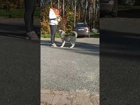 Alaskan Malamute Welpe kaufen