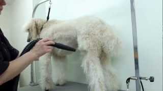 Oasis the Standard Poodle gets groomed