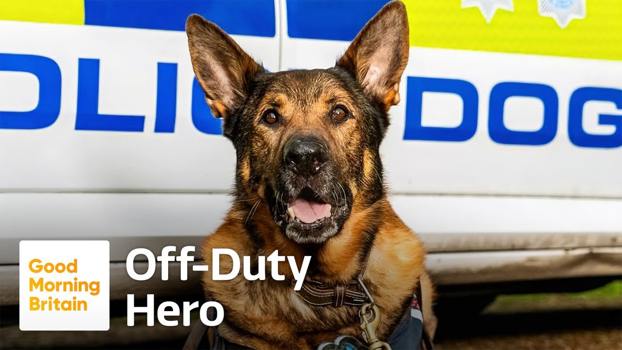 Retired Police Dog Rescues Missing Elderly Man!