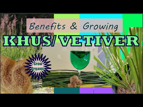 Miraculous Environmental & Health Benefits of VETIVER GRASS | खस की  घास | How to Grow Vetiver Grass