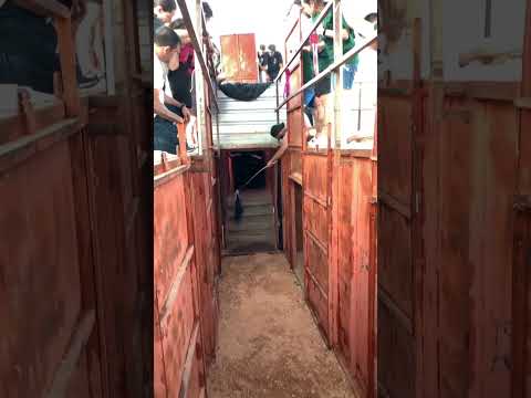 😱INCREÍBLE LA CORNAMENTA‼️DE ESTE TORO BRAVO DE HERMANOS CAMBRONELL.💯