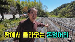 노후에 아스파라거스 농사를 해야하는 이유!!!