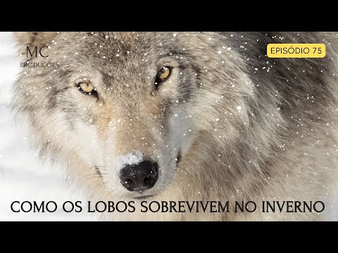 COMO OS LOBOS SOBREVIVEM NO INVERNO