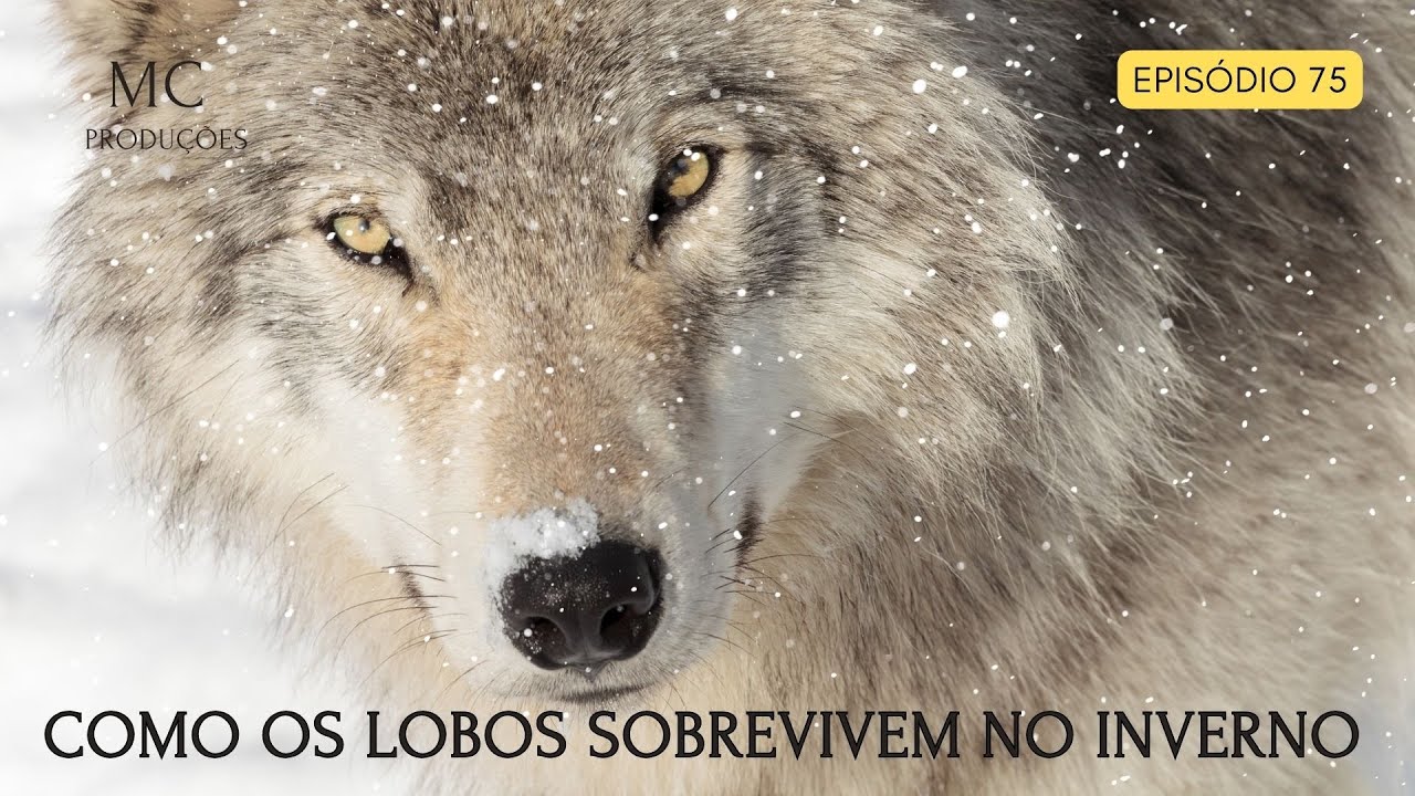 COMO OS LOBOS SOBREVIVEM NO INVERNO