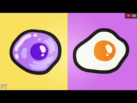Um ovo = uma célula | Minuto da Terra