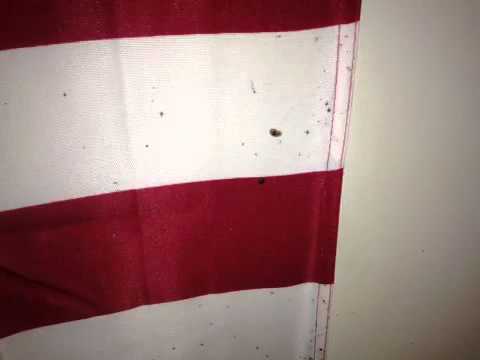 Bed Bugs on American Flag in Brick, NJ