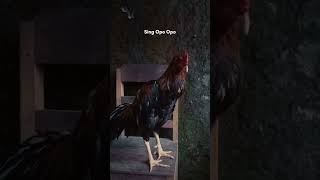 Download lagu tipe petarung🔥🔥🔥 #ayampetarung #shorts #storywa mp3