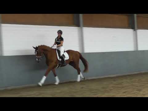 Weidenhof-Verkaufspferd:"FLORONA"- 4j. Hannoveraner Stute v. Floriscount