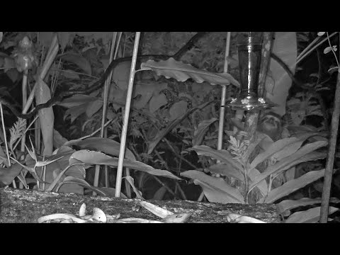 Three-toed Sloth Visits The Panama Fruit Feeder In The Wee Hours Of The Morning – Aug. 16, 2020
