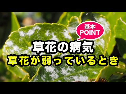 弓麻が咲いています。花はどうすればいいですか? 植物