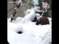 Adorable red pandas play in snow