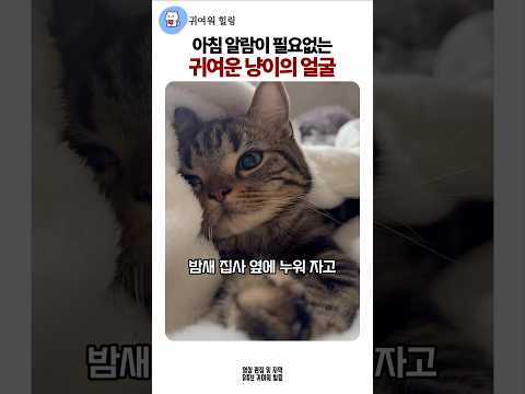 아침 알람이 필요없는 귀여운 고양이 얼굴