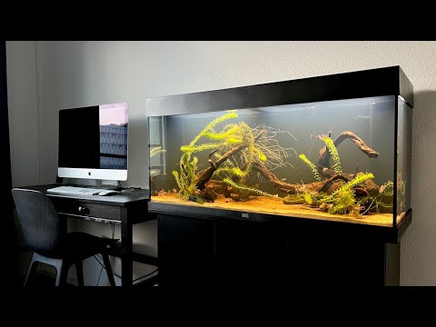 New Tank Setup for my Tetra Fish | Juwel Rio 180 LED