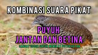 Download lagu suara puyuh untuk pikat puyuh liar 100% Ammpuhhhh mp3 Download lagu suara puyuh untuk pikat puyuh liar 100% Ammpuhhhh mp3
