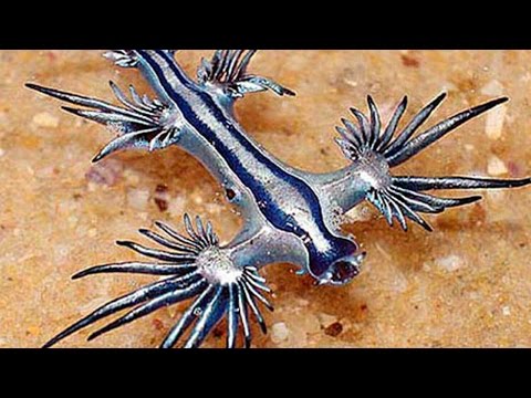 The Most Beautiful And Deadly Creature Ever Discovered – The Blue Dragon