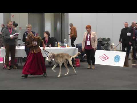 Veteranenklasse - Veteran class -Pan Tadeusz Pero -Charis Aziza men Tara