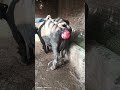 Vaginal Prolapse In Cattle