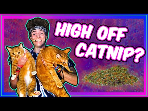 SMOKING CATNIP! What does it do? (Herb Review) 😺